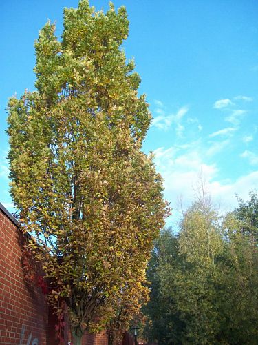 Bild vergr&ouml;&szlig;ern: Geringelte Pyramideneichen am Domseeufer