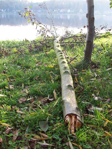 Bild vergr&ouml;&szlig;ern: Schwerer Baumfrevel am Domsee-Ufer