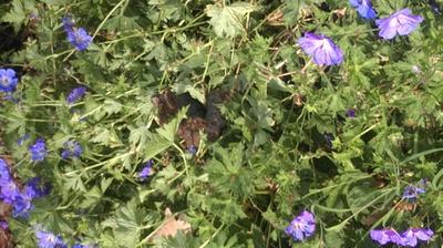 Wahrlich keine Zier - Hundekot in blühemden Beetpflanzen