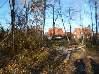 Durchforstung des "Breslauer W&auml;ldchens"