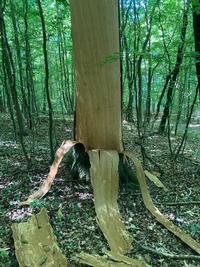 Bild vergr&ouml;&szlig;ern: Naturgewalten im Revier Farchau