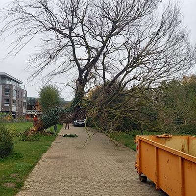 Alte Weide im Kurpark aus Sicherheitsgr&uuml;nden gef&auml;llt