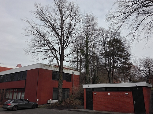 Bild vergrößern: Notwendige Baumfällungen für den Umbau und die Erweiterung der Ruderakademie Ratzeburg