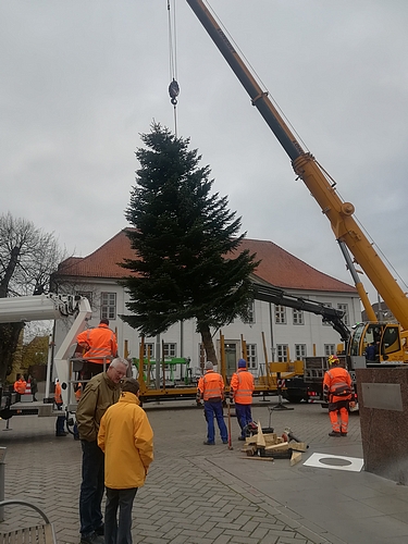 Bild vergrößern: Ratzeburgs Weihnachtsbaum schwebt über dem Marktplatz. Stadtpräsident Ottfried Feußner (vorne rechts) und Armin Balowski verfolgen den Aufbau,