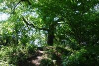 Bild vergr&ouml;&szlig;ern: Wald in Ratzeburg