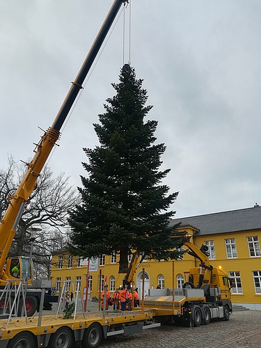 Bild vergrößern: Ein 8 Meter hoher Tannenbaum soll auch vor dem Rathaus weihnachtlich leuchten.